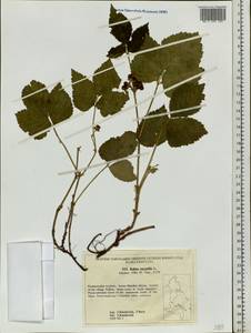 Rubus saxatilis L., Siberia, Russian Far East (S6) (Russia)