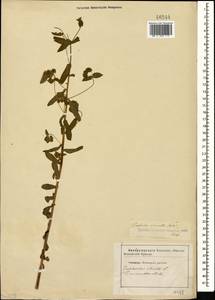 Euphorbia stricta L., Caucasus, Stavropol Krai, Karachay-Cherkessia & Kabardino-Balkaria (K1b) (Russia)