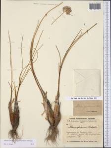 Allium montanostepposum, Middle Asia, Northern & Central Kazakhstan (M10) (Kazakhstan)