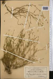 Matricaria chamomilla L., Middle Asia, Western Tian Shan & Karatau (M3) (Kazakhstan)