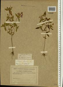 Galeopsis ladanum L., Eastern Europe, Central region (E4) (Russia)