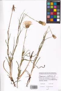 Tragopogon pratensis L., Eastern Europe, Moscow region (E4a) (Russia)