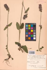 MHA 0 154 798, Betonica officinalis L., Eastern Europe, West Ukrainian region (E13) (Ukraine)