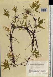 Clematis sibirica (L.) Mill., Siberia, Altai & Sayany Mountains (S2) (Russia)