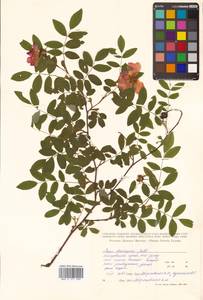 Rosa davurica Pall., Siberia, Russian Far East (S6) (Russia)