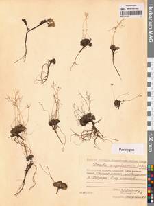 Draba magadanensis Berkut. & A. P. Khokhr., Siberia, Chukotka & Kamchatka (S7) (Russia)
