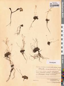 Draba magadanensis Berkut. & A.P. Khokhr., Siberia, Chukotka & Kamchatka (S7) (Russia)