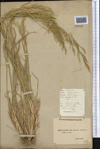 Agrostis, Middle Asia, Northern & Central Kazakhstan (M10) (Kazakhstan)