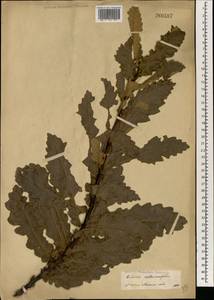 Quercus castaneifolia C.A.Mey., South Asia, South Asia (Asia outside ex-Soviet states and Mongolia) (ASIA) (Russia)
