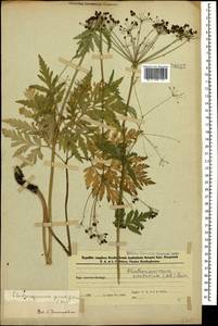Eleutherospermum cicutarium (M. Bieb.) Boiss., Caucasus, Azerbaijan (K6) (Azerbaijan)