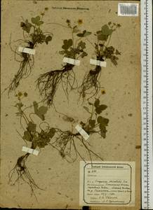 Fragaria orientalis Losinsk., Siberia, Baikal & Transbaikal region (S4) (Russia)