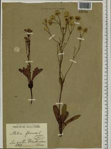 Limonium flexuosum (L.) Chaz., Siberia, Baikal & Transbaikal region (S4) (Russia)