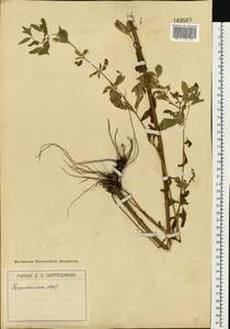 Epilobium roseum (Schreb.) Schreb., Eastern Europe, Moscow region (E4a) (Russia)