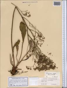 Limonium gmelinii (Willd.) Kuntze, Middle Asia, Northern & Central Kazakhstan (M10) (Kazakhstan)