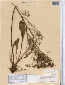 Limonium gmelini (Willd.) Kuntze, Middle Asia, Northern & Central Kazakhstan (M10) (Kazakhstan)