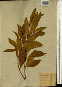 Cinnamomum loureiroi Nees, South Asia, South Asia (Asia outside ex-Soviet states and Mongolia) (ASIA) (Japan)