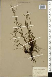 Rumex acetosella L., Caucasus, Stavropol Krai, Karachay-Cherkessia & Kabardino-Balkaria (K1b) (Russia)