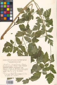 Ostericum sieboldii (Miq.) Nakai, Eastern Europe, Moscow region (E4a) (Russia)
