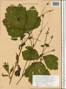 Geum × intermedium Ehrh., Eastern Europe, Western region (E3) (Russia)