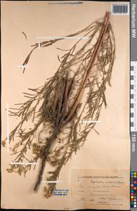 Euphorbia uralensis Fisch. ex Link, Middle Asia, Muyunkumy, Balkhash & Betpak-Dala (M9) (Kazakhstan)