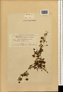 Potentilla reptans L., Caucasus, Georgia (K4) (Georgia)