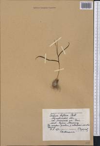 Tulipa biflora Pall., Middle Asia, Caspian Ustyurt & Northern Aralia (M8) (Kazakhstan)