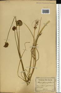 Allium sphaerocephalon L., Eastern Europe, North Ukrainian region (E11) (Ukraine)