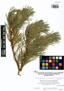 Pinus sylvestris var. mongolica Litv., Siberia, Baikal & Transbaikal region (S4) (Russia)