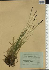 Carex bigelowii subsp. dacica (Heuff.) T.V.Egorova, Siberia, Western Siberia (S1) (Russia)