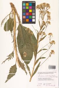 Armoracia rusticana G.Gaertn., B.Mey. & Scherb., Eastern Europe, South Ukrainian region (E12) (Ukraine)