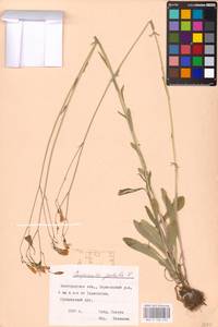 Campanula patula L., Eastern Europe, Central forest-and-steppe region (E6) (Russia)