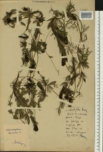 Myriophyllum spicatum L., Eastern Europe, Belarus (E3a) (Belarus)