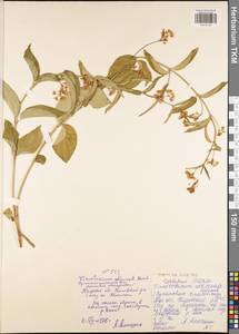 Vincetoxicum hirundinaria subsp. hirundinaria, Eastern Europe, Central region (E4) (Russia)