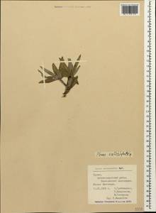 Pyrus salicifolia Pall., Caucasus, Georgia (K4) (Georgia)
