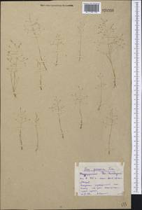 Eremopoa persica (Trin.) Roshev., Middle Asia, Northern & Central Kazakhstan (M10) (Kazakhstan)