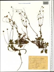 Potentilla stipularis L., Siberia, Central Siberia (S3) (Russia)