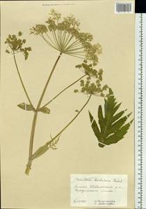 Heracleum dissectum Ledeb., Siberia, Altai & Sayany Mountains (S2) (Russia)