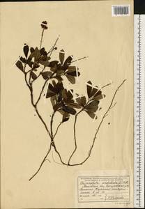 Chimaphila umbellata (L.) W. P. C. Barton, Eastern Europe, Moscow region (E4a) (Russia)