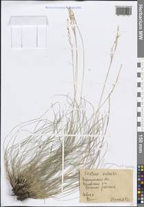 Festuca rupicola Heuff., Eastern Europe, Central forest-and-steppe region (E6) (Russia)