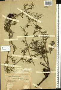 Echinops ritro subsp. ruthenicus (M. Bieb.) Nyman, Eastern Europe, Central forest-and-steppe region (E6) (Russia)
