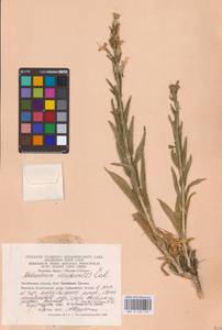 Silene viscosa (L.) Pers., Eastern Europe, Eastern region (E10) (Russia)