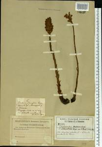 Orobanche alsatica subsp. libanotidis (Ruprecht) Pusch, Eastern Europe, Lower Volga region (E9) (Russia)