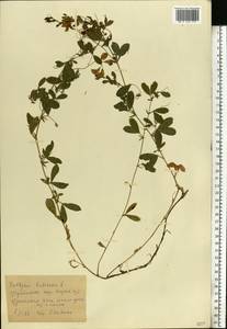 Lathyrus tuberosus L., Eastern Europe, North Ukrainian region (E11) (Ukraine)