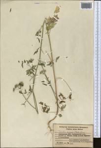 Torilis arvensis (Huds.) Link, Middle Asia, Western Tian Shan & Karatau (M3) (Kyrgyzstan)