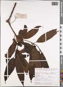 Aucuba confertiflora W.P.Fang & Soong, South Asia, South Asia (Asia outside ex-Soviet states and Mongolia) (ASIA) (Vietnam)