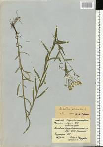 Achillea ptarmica subsp. ptarmica, Eastern Europe, Moscow region (E4a) (Russia)