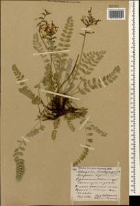 Astragalus brachycarpus Bieb., Caucasus, Stavropol Krai, Karachay-Cherkessia & Kabardino-Balkaria (K1b) (Russia)