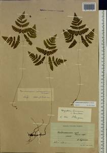 Gymnocarpium dryopteris (L.) Newman, Eastern Europe, Northern region (E1) (Russia)