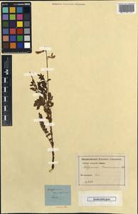 Hedysarum caucasicum M.Bieb., Caucasus (no precise locality) (K0) (Not classified)