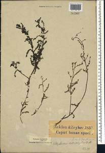 Phyllanthus heterophyllus E.Mey. ex Müll.Arg., Africa (AFR) (South Africa)